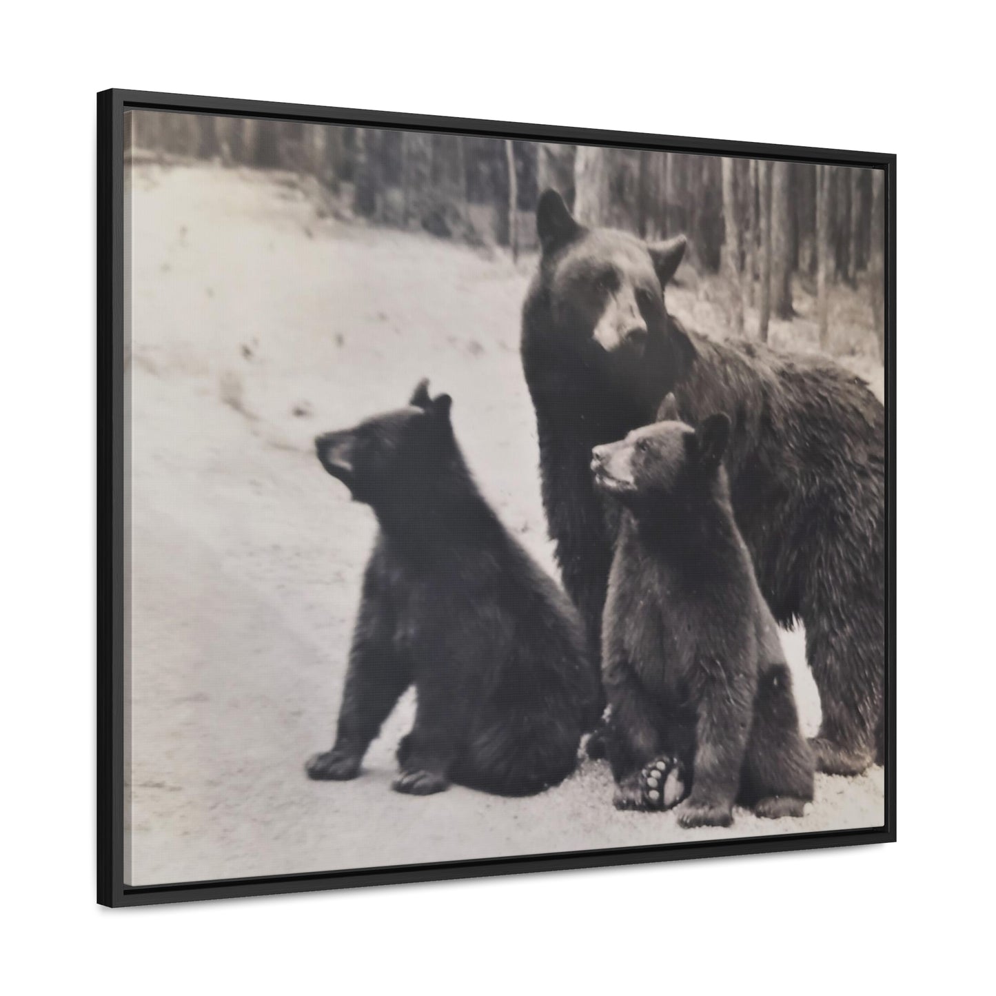 Yellowstone Black Bears Gallery Canvas Wraps, Horizontal Frame