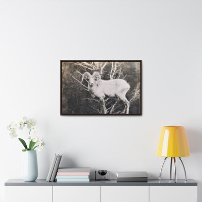 Yellowstone Big Horn Sheep Gallery Canvas Wraps, Horizontal Frame