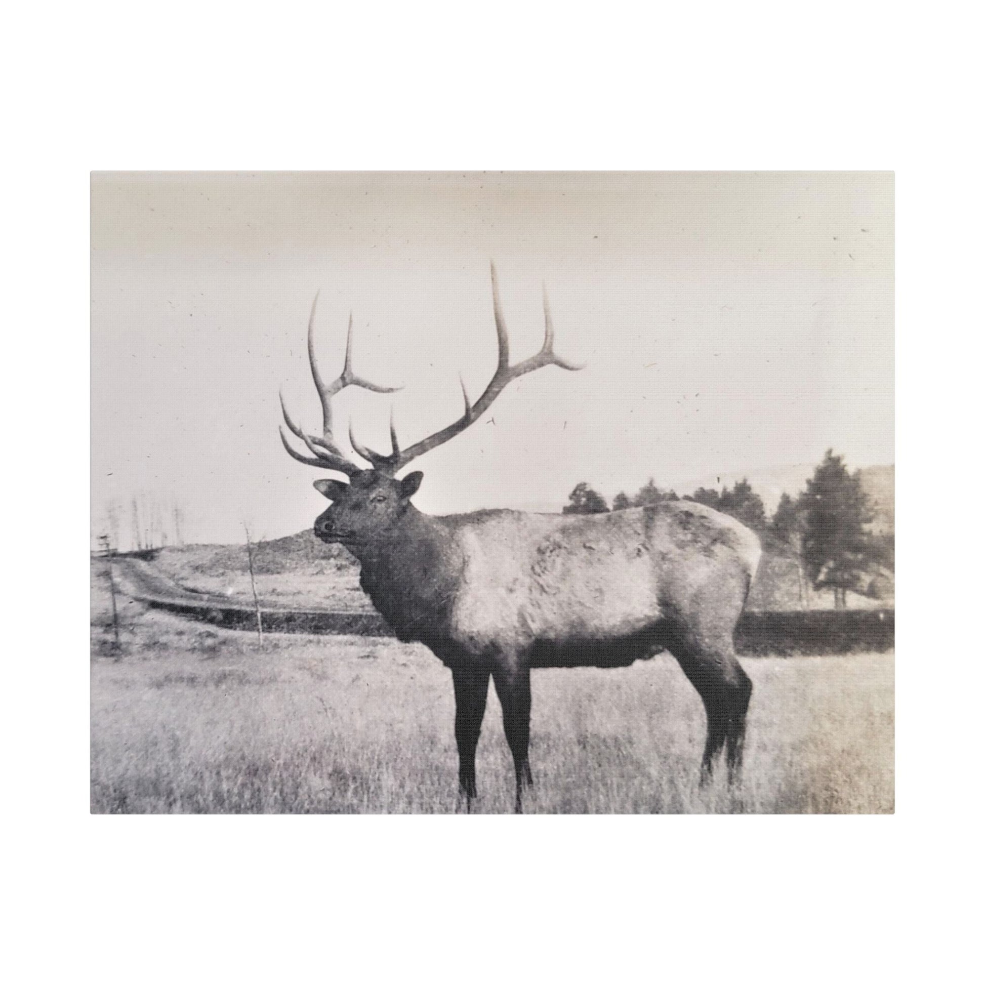 Yellowstone Bull Elk Satin Canvas Stretched