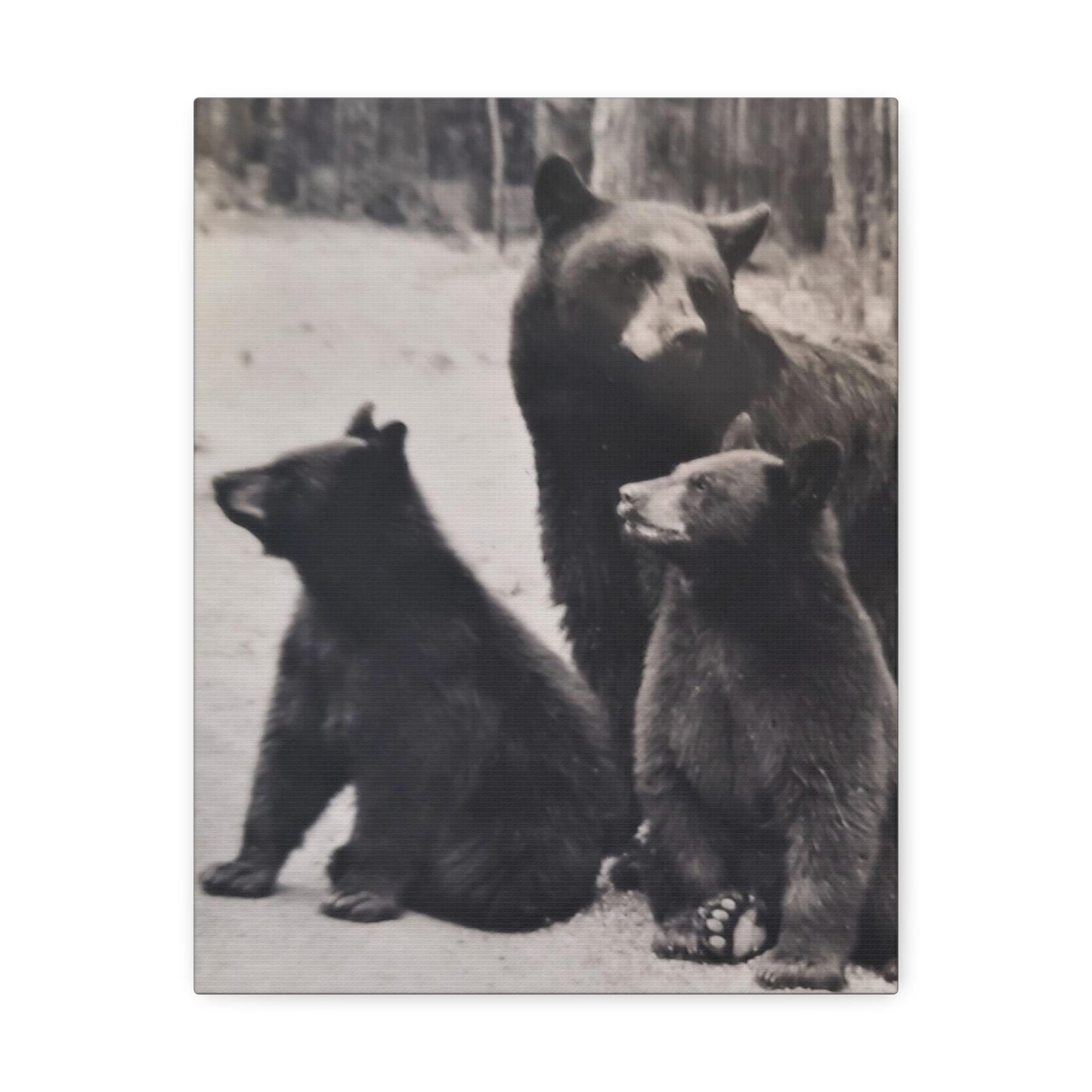 Yellowstone Black Bears Stretched Canvas