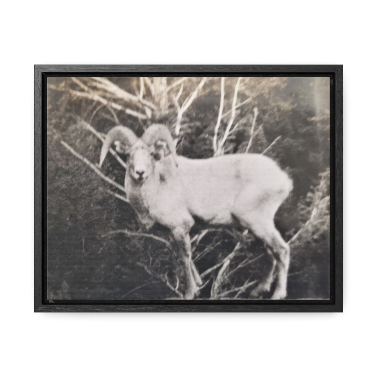 Yellowstone Big Horn Sheep Gallery Canvas Wraps, Horizontal Frame