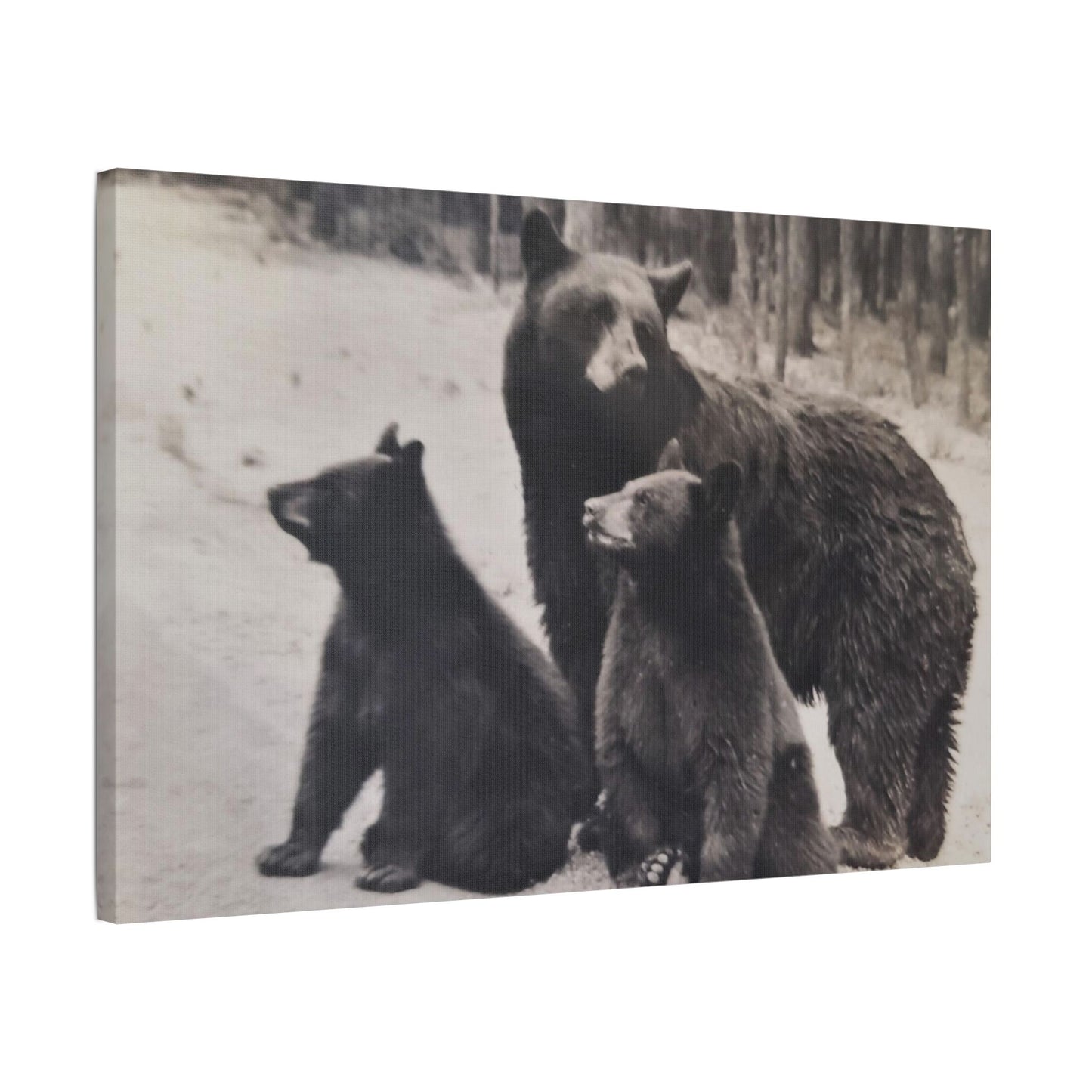 Yellowstone Black Bears Satin Canvas, Stretched