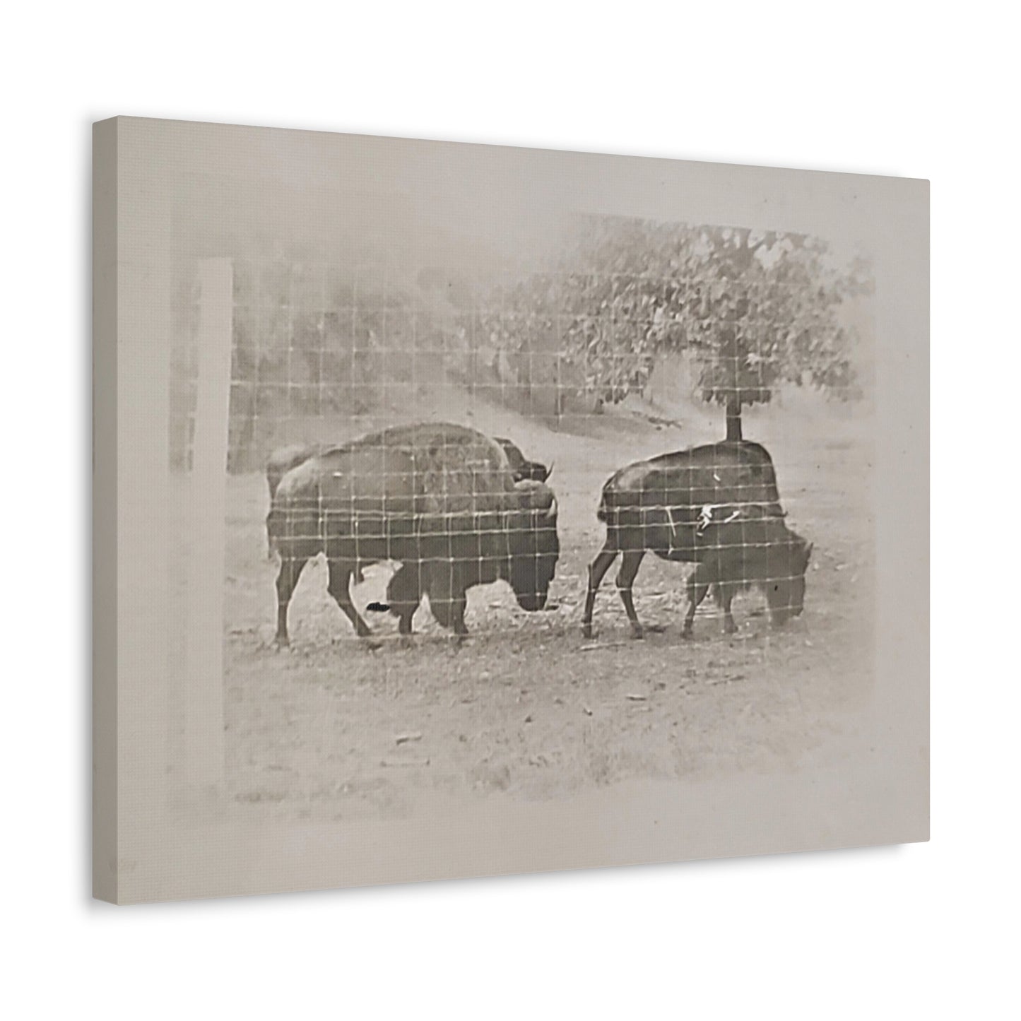 Buffalo at Redwood Falls Stretched Canvas