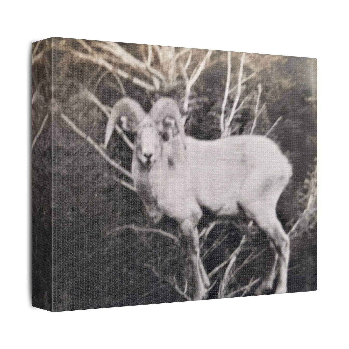 Yellowstone Big Horn Sheep Satin Canvas, Stretched