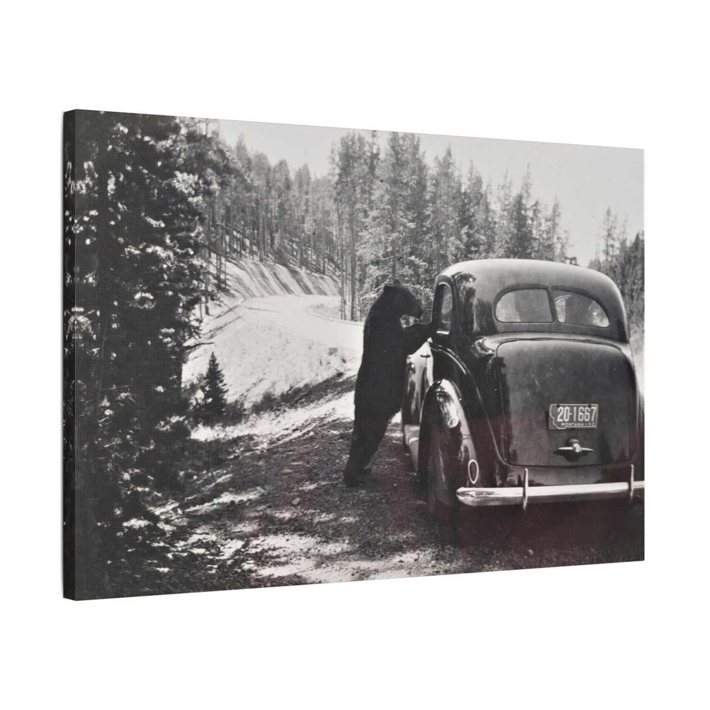 Yellowstone Bear Car Satin Canvas, Stretched