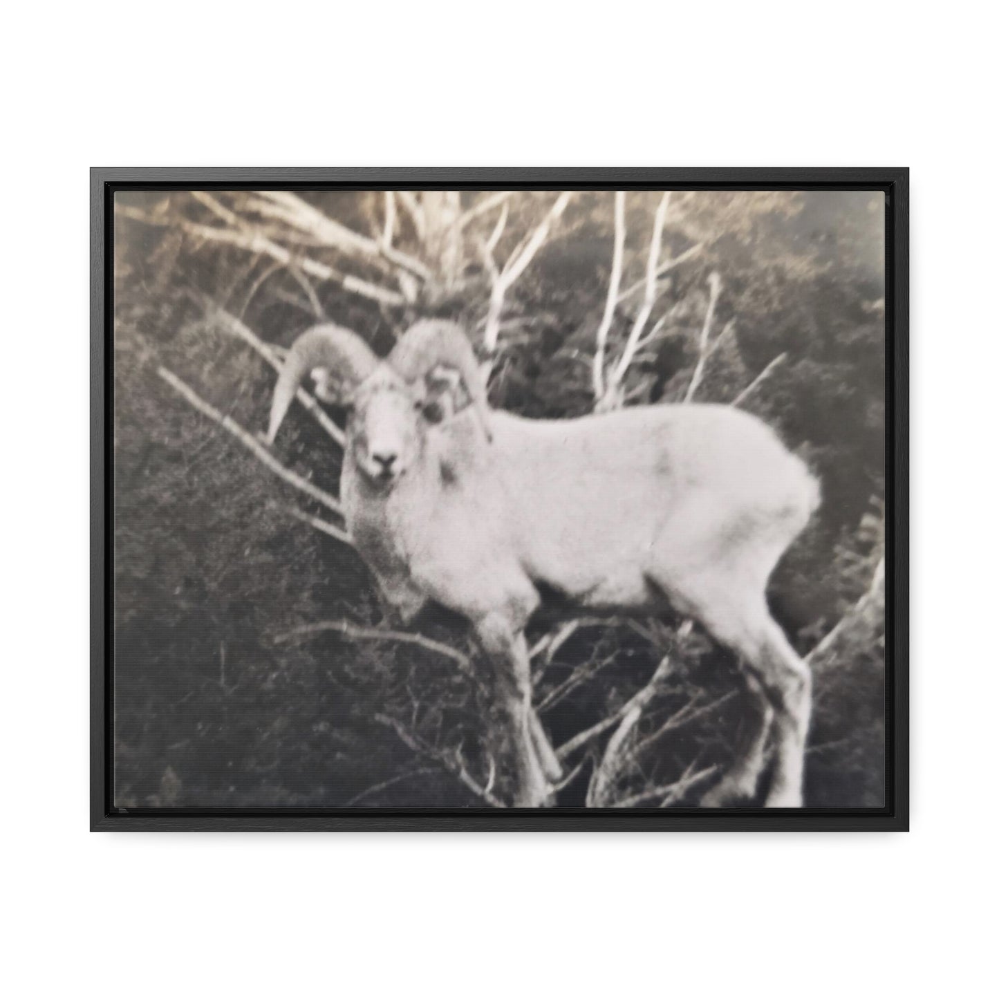 Yellowstone Big Horn Sheep Gallery Canvas Wraps, Horizontal Frame