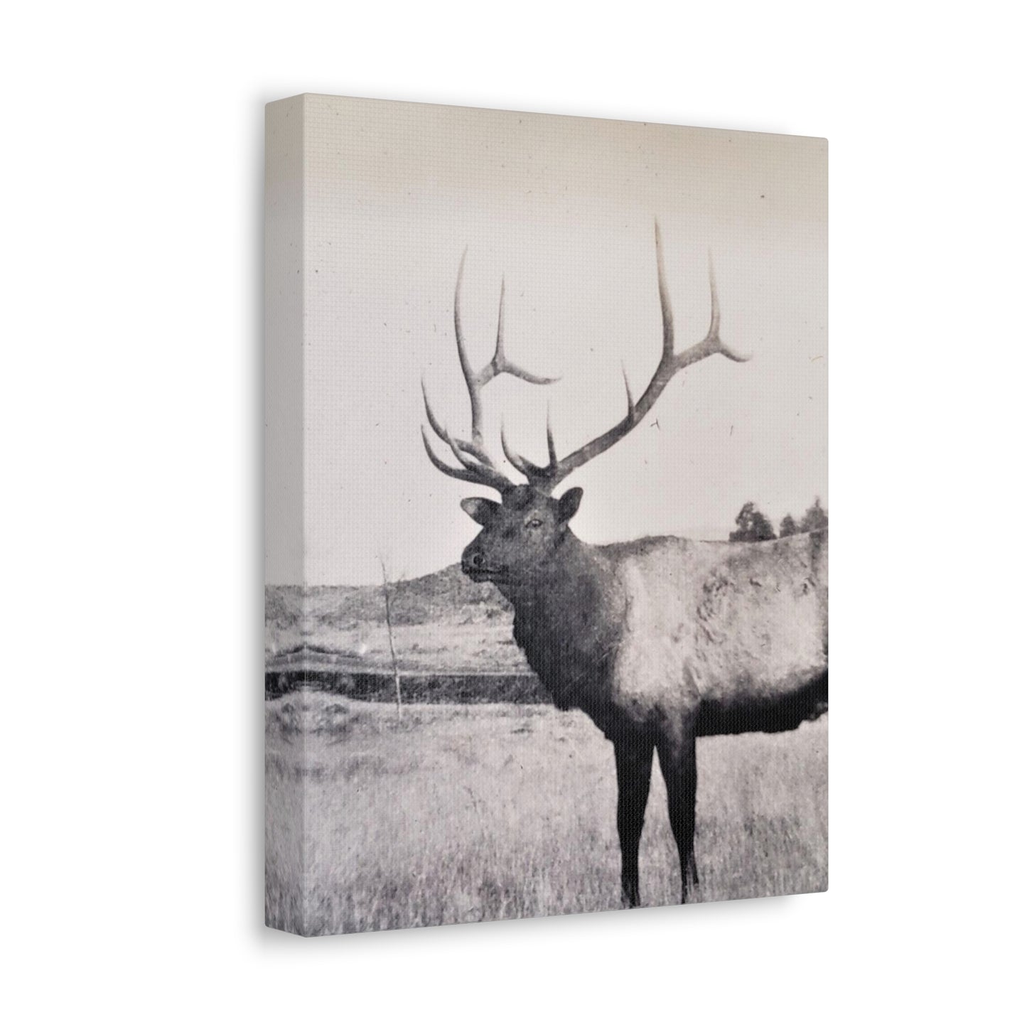 Yellowstone Bull Elk Stretched Canvas