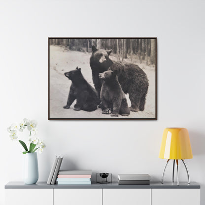 Yellowstone Black Bears Gallery Canvas Wraps 40″ x 30″ Walnut 1.25"