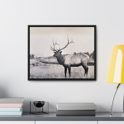 Yellowstone Bull Elk Gallery Canvas Wraps Horizontal Frame 20″ x 16″ Black Premium Gallery Wraps (1.25″)