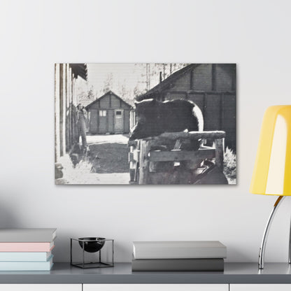 Yellowstone Bear Canvas Gallery Wraps 24″ x 16″ 1.25"