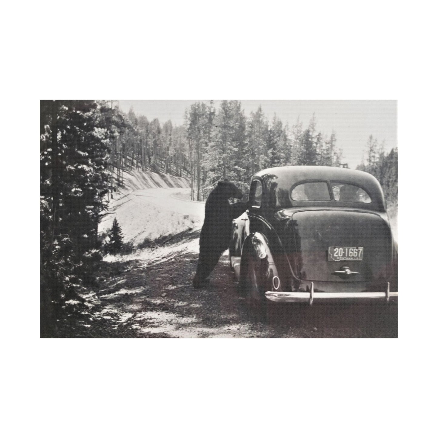 Yellowstone Bear Car Satin Canvas Stretched