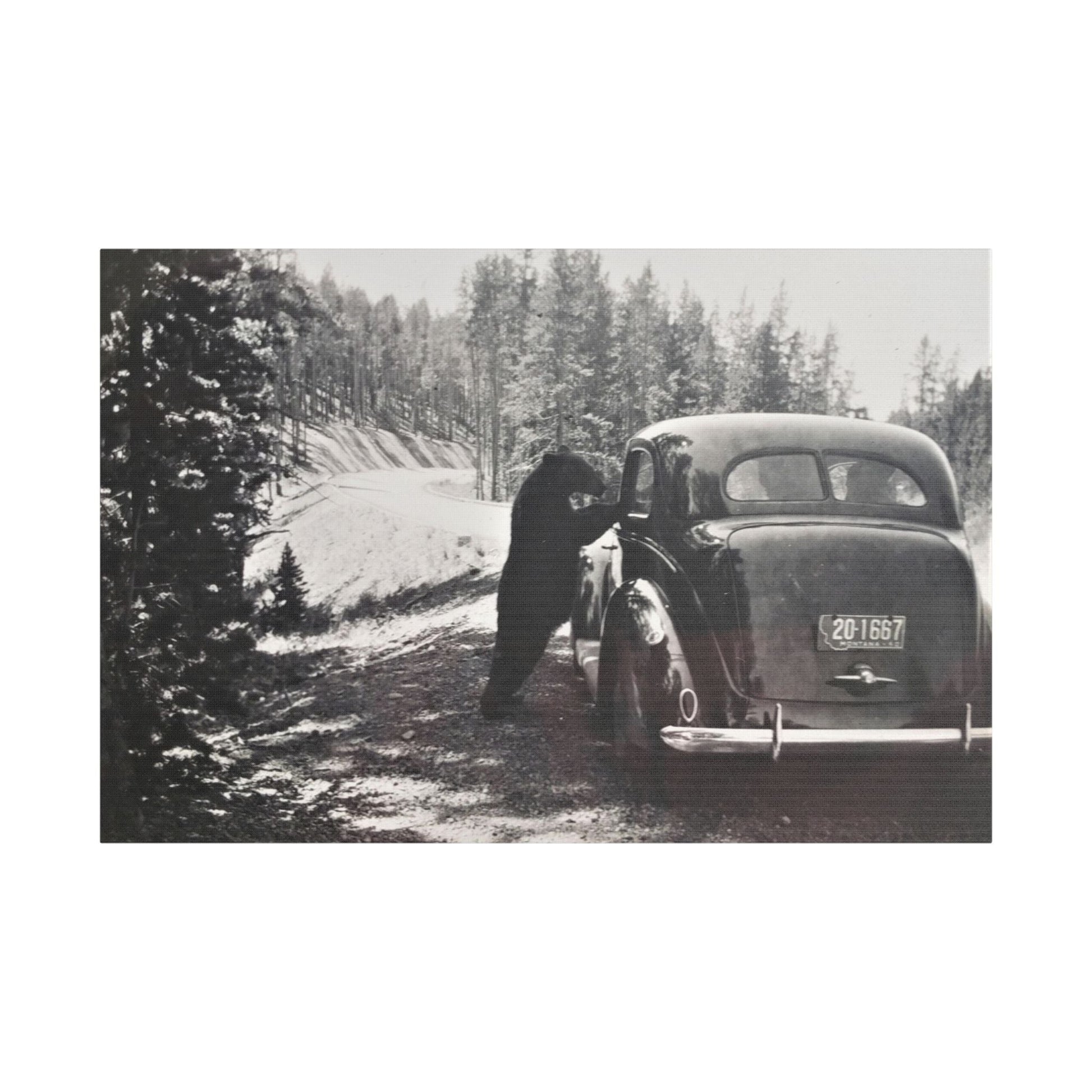 Yellowstone Bear Car Satin Canvas Stretched