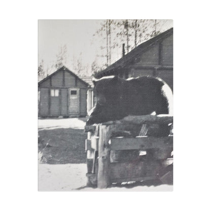 Yellowstone Bear Satin Canvas Stretched 11″ x 14″ (Vertical) 1.5"
