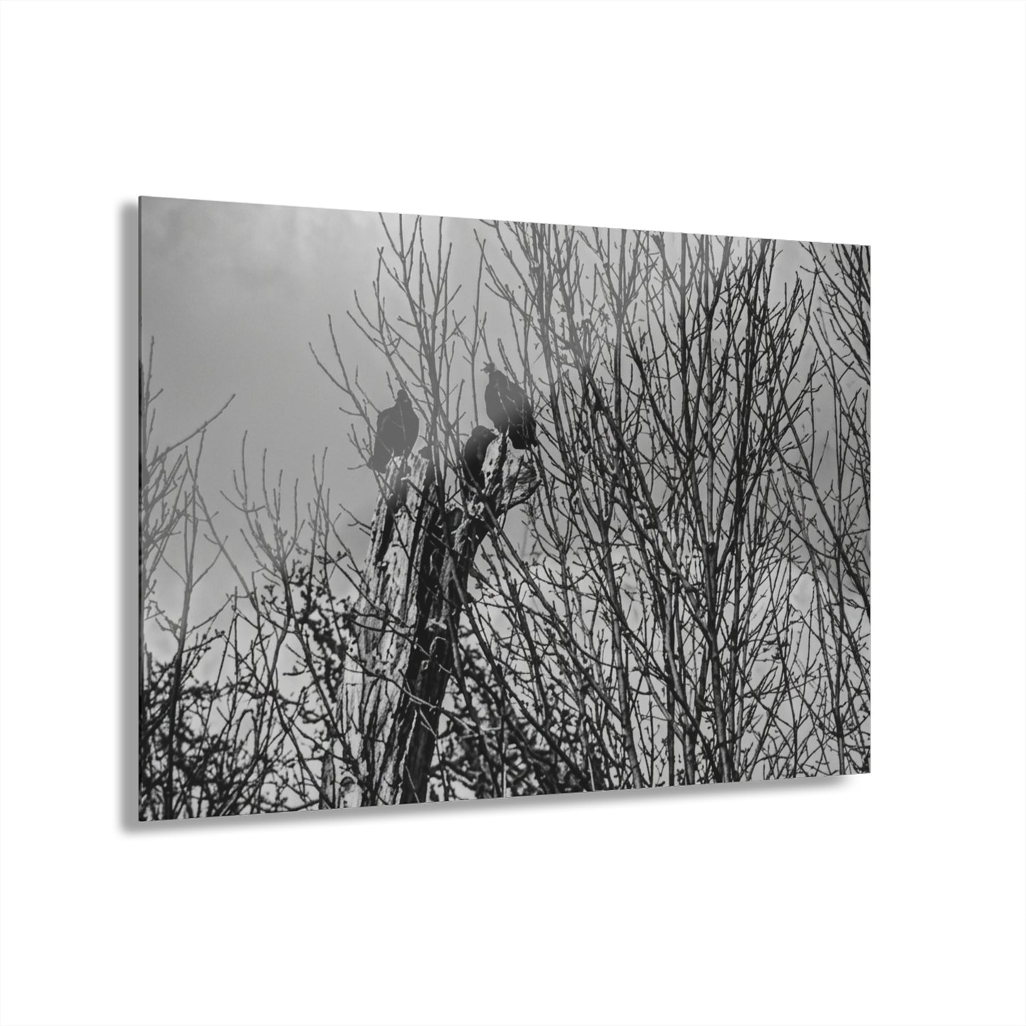 Black & White Buzzards in Winter Trees French Cleat Hanging - - Home Decor
