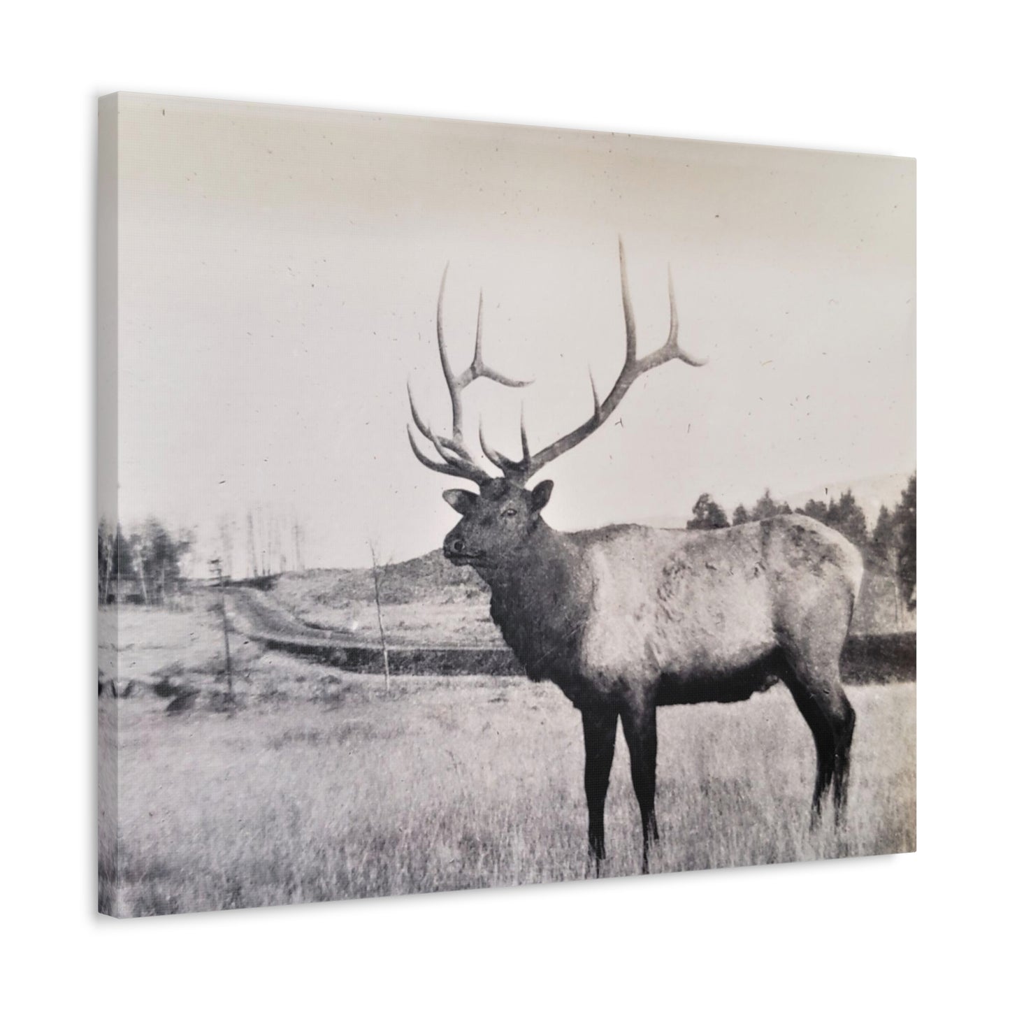 Yellowstone Bull Elk Stretched Canvas