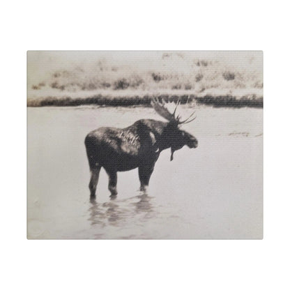 Yellowstone Bull Moose Satin Canvas, Stretched 10″ x 8″ (Horizontal) 1.5"