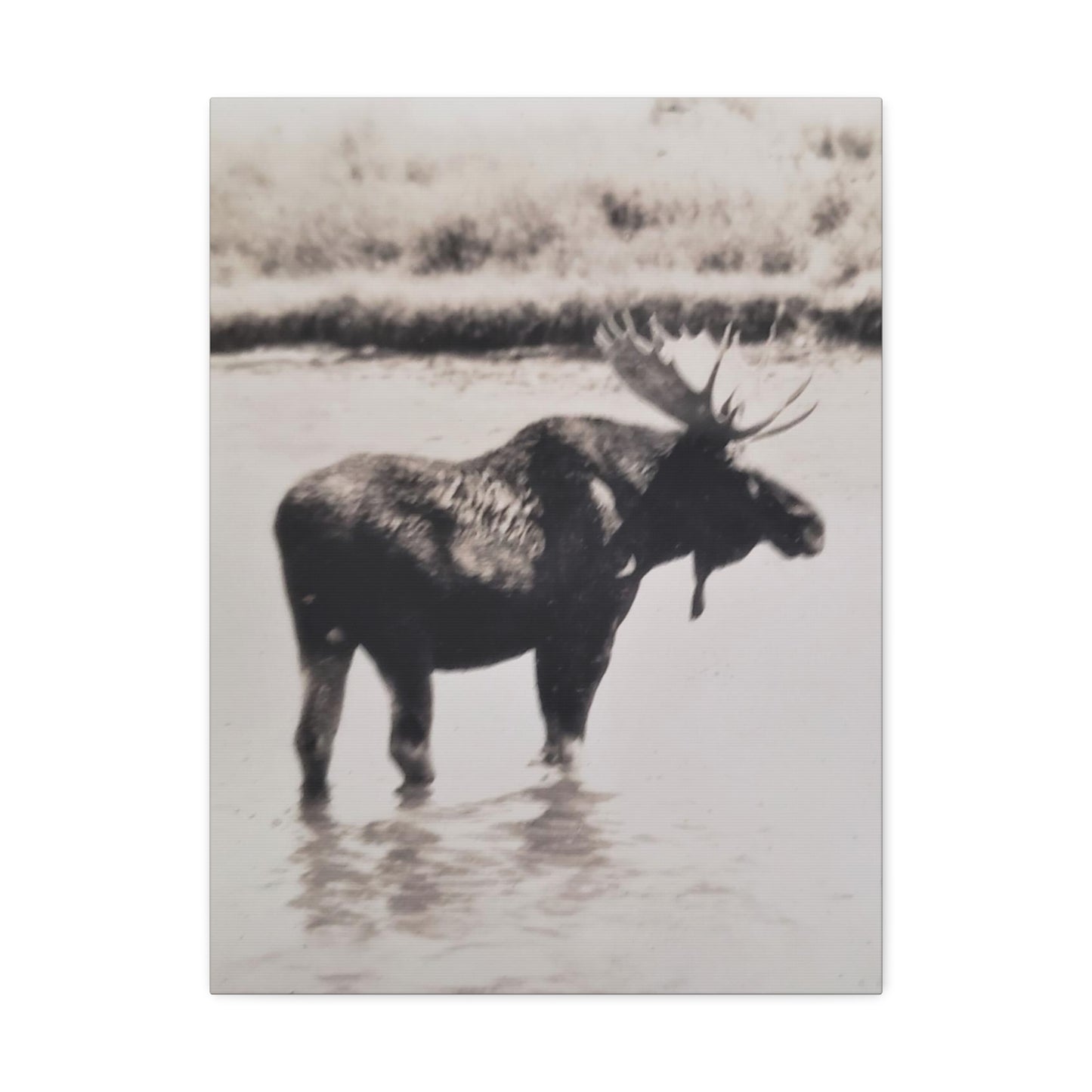 Yellowstone Bull Moose Stretched Canvas