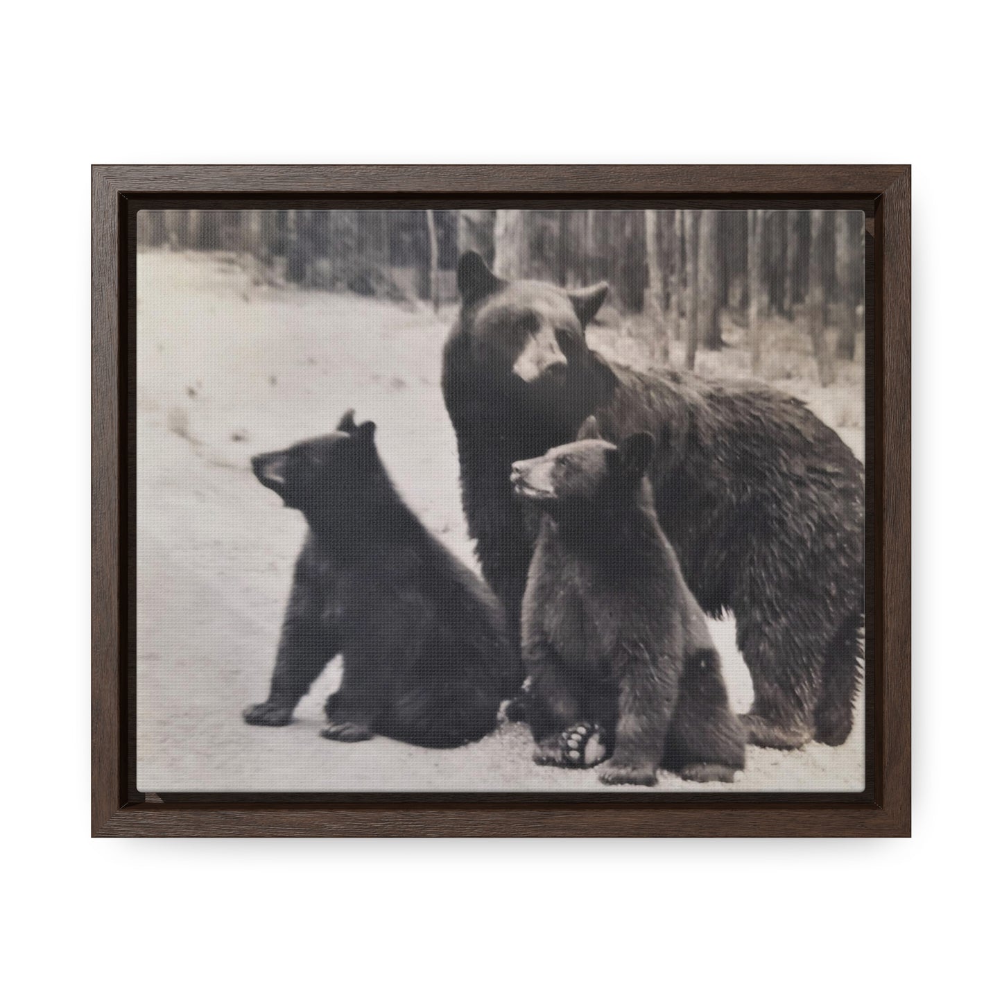 Yellowstone Black Bears Gallery Canvas Wraps, Horizontal Frame