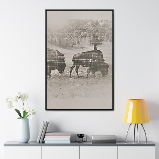 Buffalo at Redwood Falls Gallery Canvas Wraps, Vertical Frame