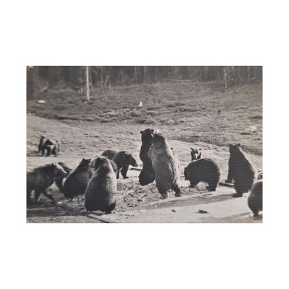 Yellowstone Grizzly Bears Satin Canvas Stretched