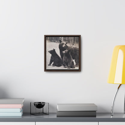Yellowstone Black Bears Gallery Canvas Wraps Square Frame 10″ x 10″ Premium Gallery Wraps (1.25″) Walnut