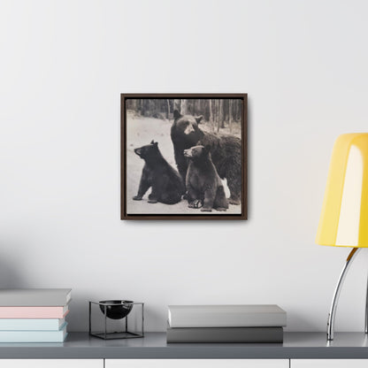 Yellowstone Black Bears Gallery Canvas Wraps Square Frame 12″ x 12″ Premium Gallery Wraps (1.25″) Walnut