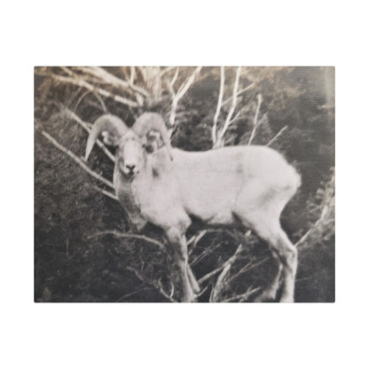 Yellowstone Big Horn Sheep Satin Canvas Stretched
