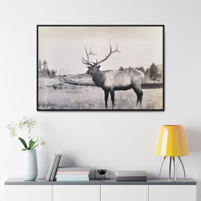 Yellowstone Bull Elk Gallery Canvas Wraps Horizontal Frame 48″ x 32″ Black Premium Gallery Wraps (1.25″)