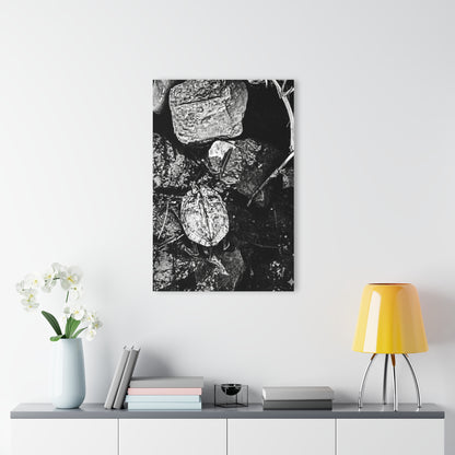 Black & White Turtle Macro Acrylic Print — Modern Nature Wall Art French Cleat Hanging - - Home Decor