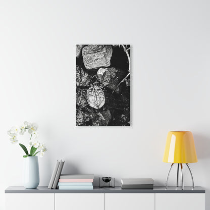 Black & White Turtle Macro Acrylic Print — Modern Nature Wall Art French Cleat Hanging - - Home Decor