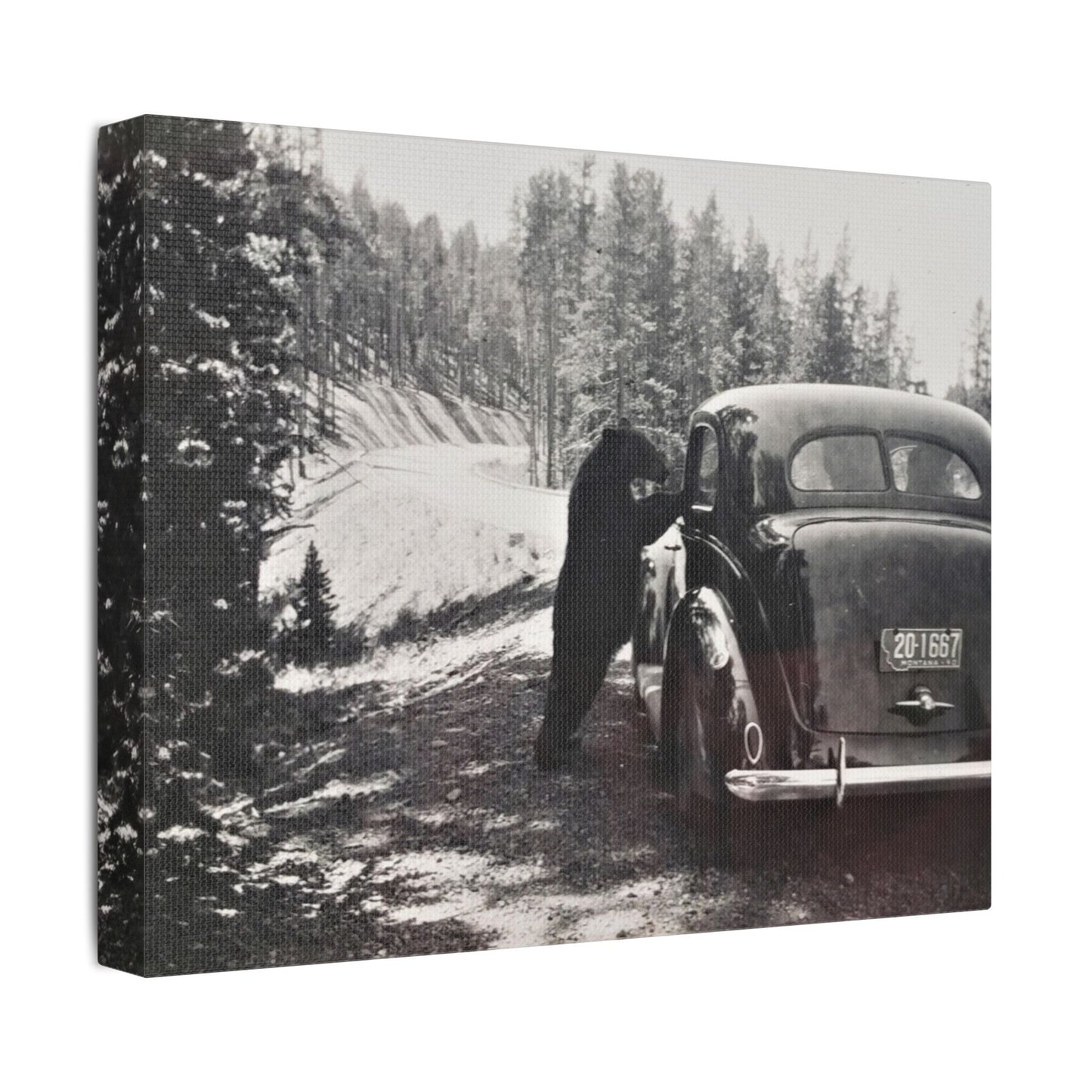 Yellowstone Bear Car Satin Canvas Stretched