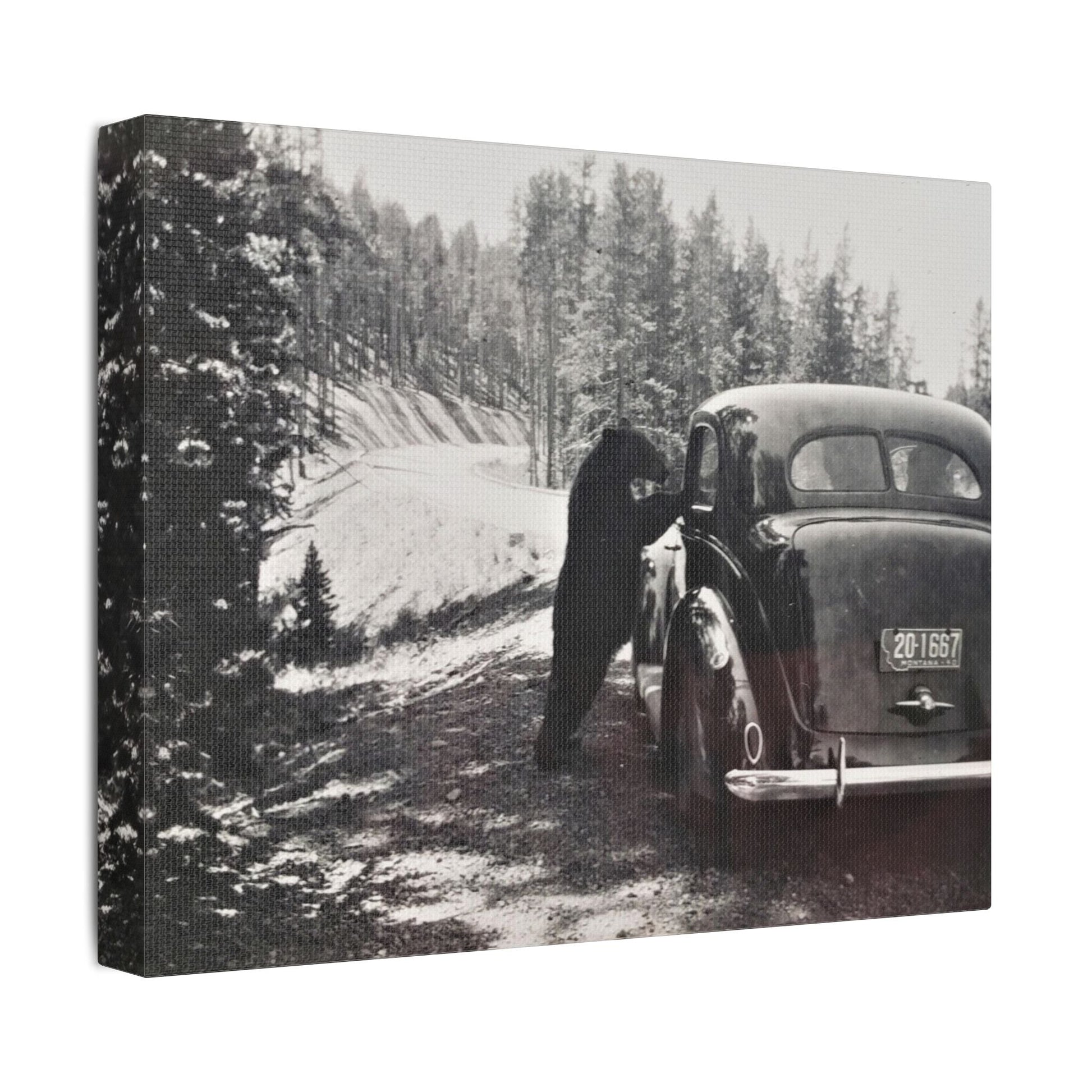 Yellowstone Bear Car Satin Canvas Stretched