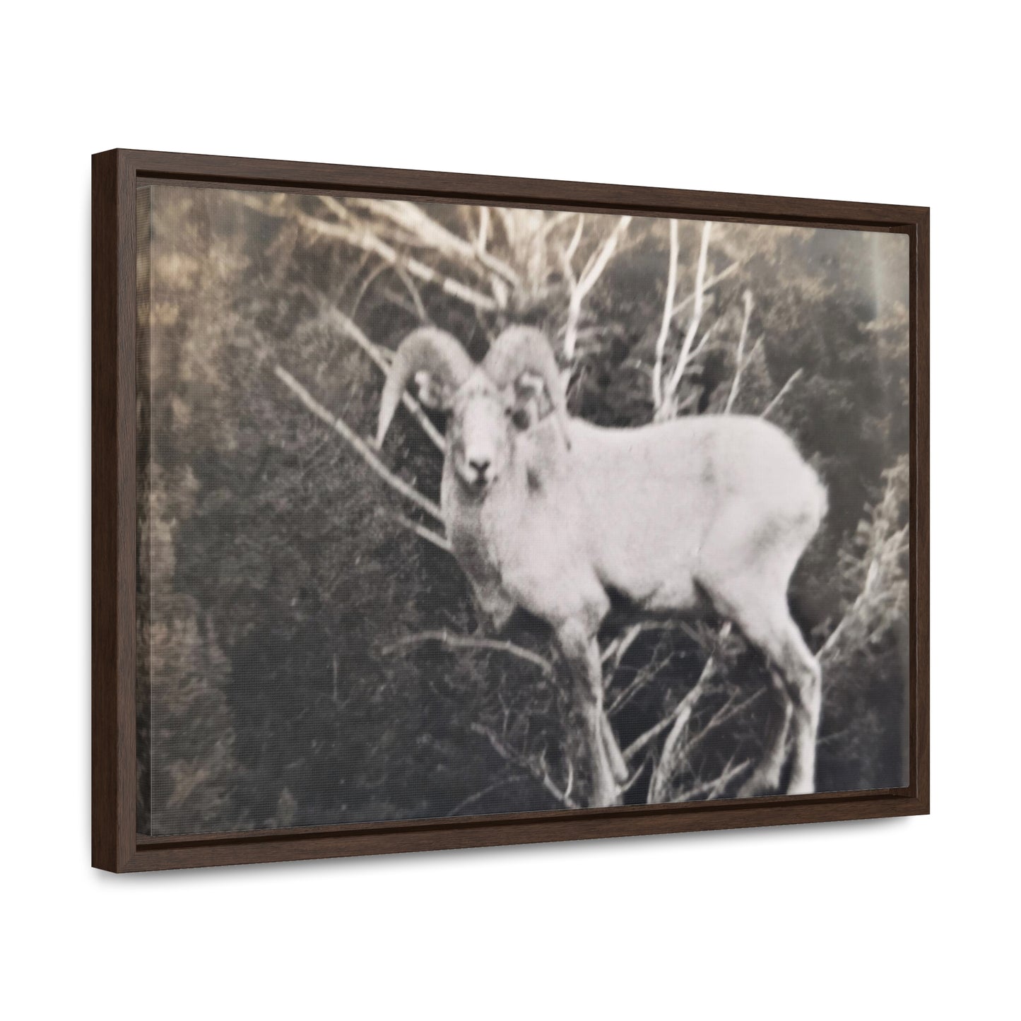 Yellowstone Big Horn Sheep Gallery Canvas Wraps, Horizontal Frame