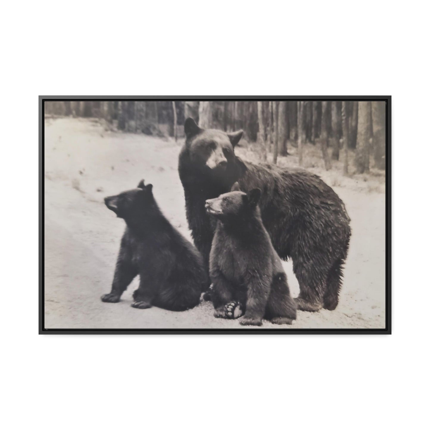 Yellowstone Black Bears Gallery Canvas Wraps, Horizontal Frame