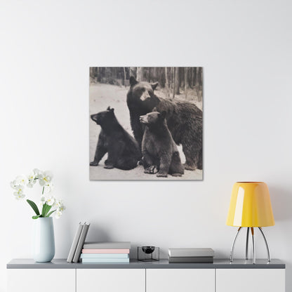 Yellowstone Black Bears Canvas Gallery Wraps 30″ x 30″ 1.25"