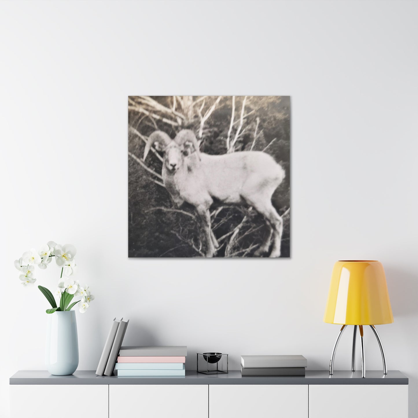 Yellowstone Big Horn Sheep Canvas Gallery Wraps