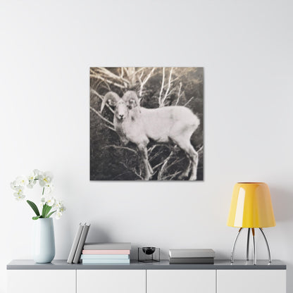 Yellowstone Big Horn Sheep Canvas Gallery Wraps 30″ x 30″ 1.25"