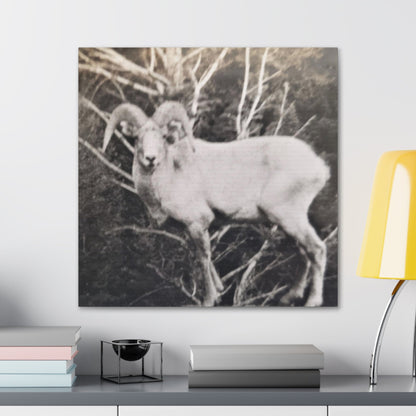 Yellowstone Big Horn Sheep Canvas Gallery Wraps 24″ x 24″ 1.25"