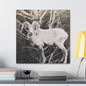 Yellowstone Big Horn Sheep Canvas Gallery Wraps 24″ x 24″ 1.25"