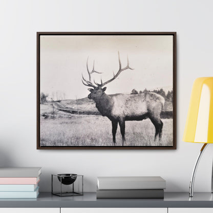 Yellowstone Bull Elk Gallery Canvas Wraps Horizontal Frame 24″ x 20″ Walnut Premium Gallery Wraps (1.25″)
