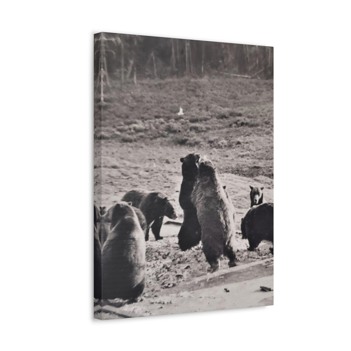 Yellowstone Grizzly Bears Stretched Canvas