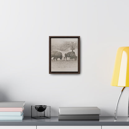 Buffalo at Redwood Falls Gallery Canvas Wraps Vertical Frame 8″ x 10″ Premium Gallery Wraps (1.25″) Walnut