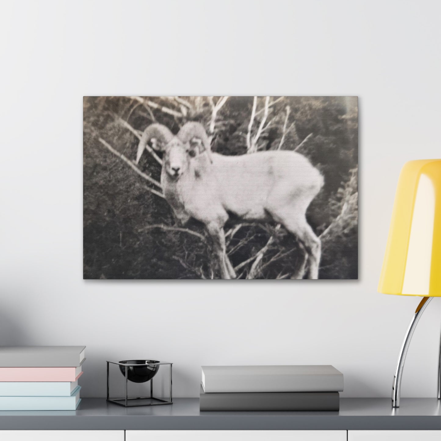 Yellowstone Big Horn Sheep Canvas Gallery Wraps