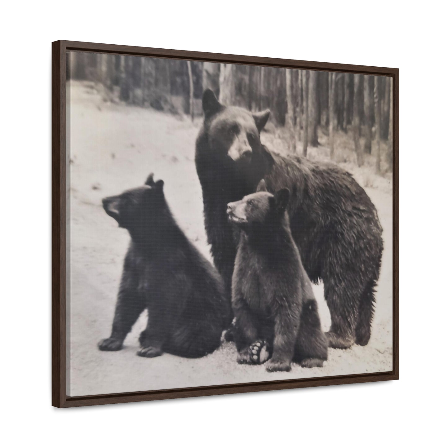 Yellowstone Black Bears Gallery Canvas Wraps, Horizontal Frame