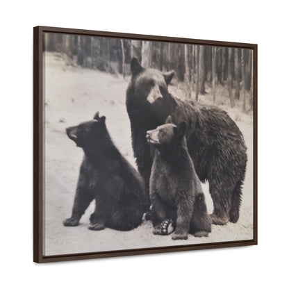 Yellowstone Black Bears Gallery Canvas Wraps