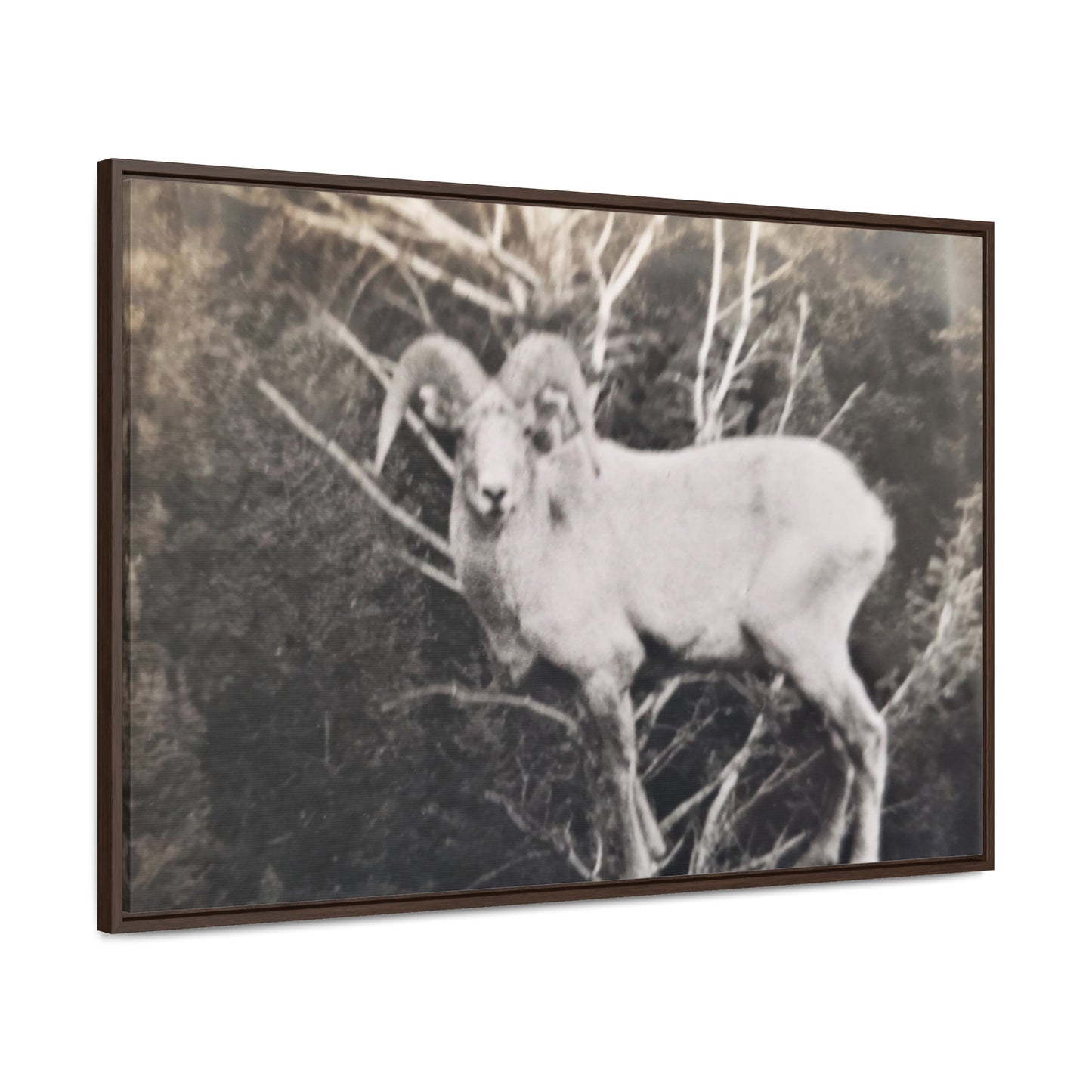 Yellowstone Big Horn Sheep Gallery Canvas Wraps, Horizontal Frame