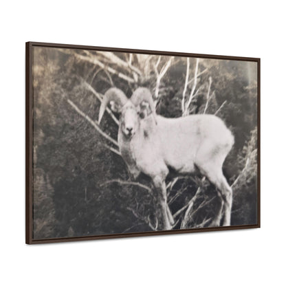 Yellowstone Big Horn Sheep Gallery Canvas Wraps, Horizontal Frame