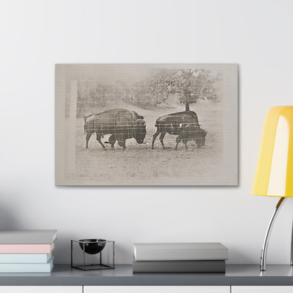 Buffalo at Redwood Falls Canvas Gallery Wraps 24″ x 16″ 1.25"