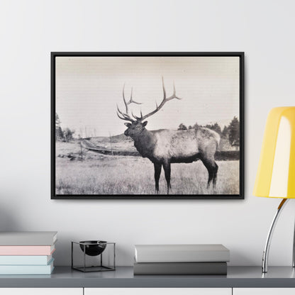 Yellowstone Bull Elk Gallery Canvas Wraps Horizontal Frame 24″ x 18″ Black Premium Gallery Wraps (1.25″)