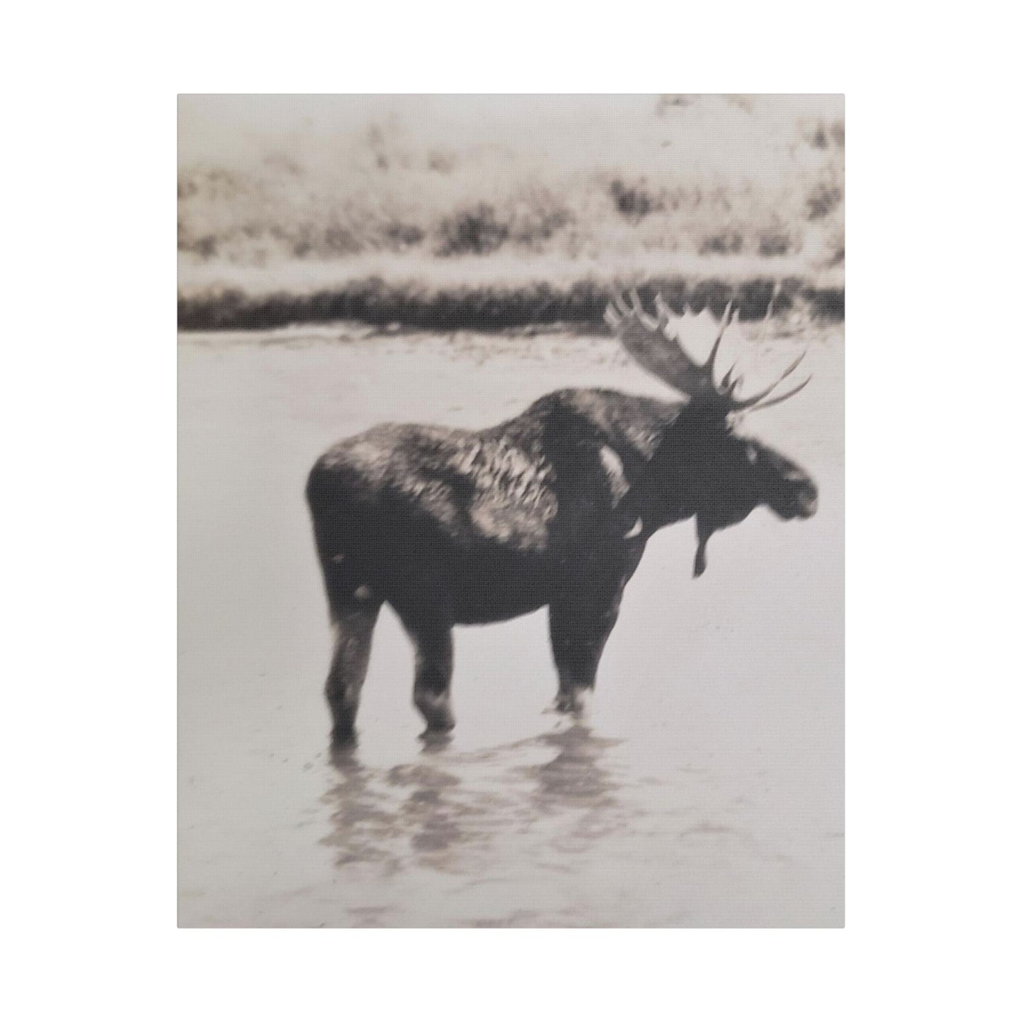 Yellowstone Bull Moose Satin Canvas Stretched
